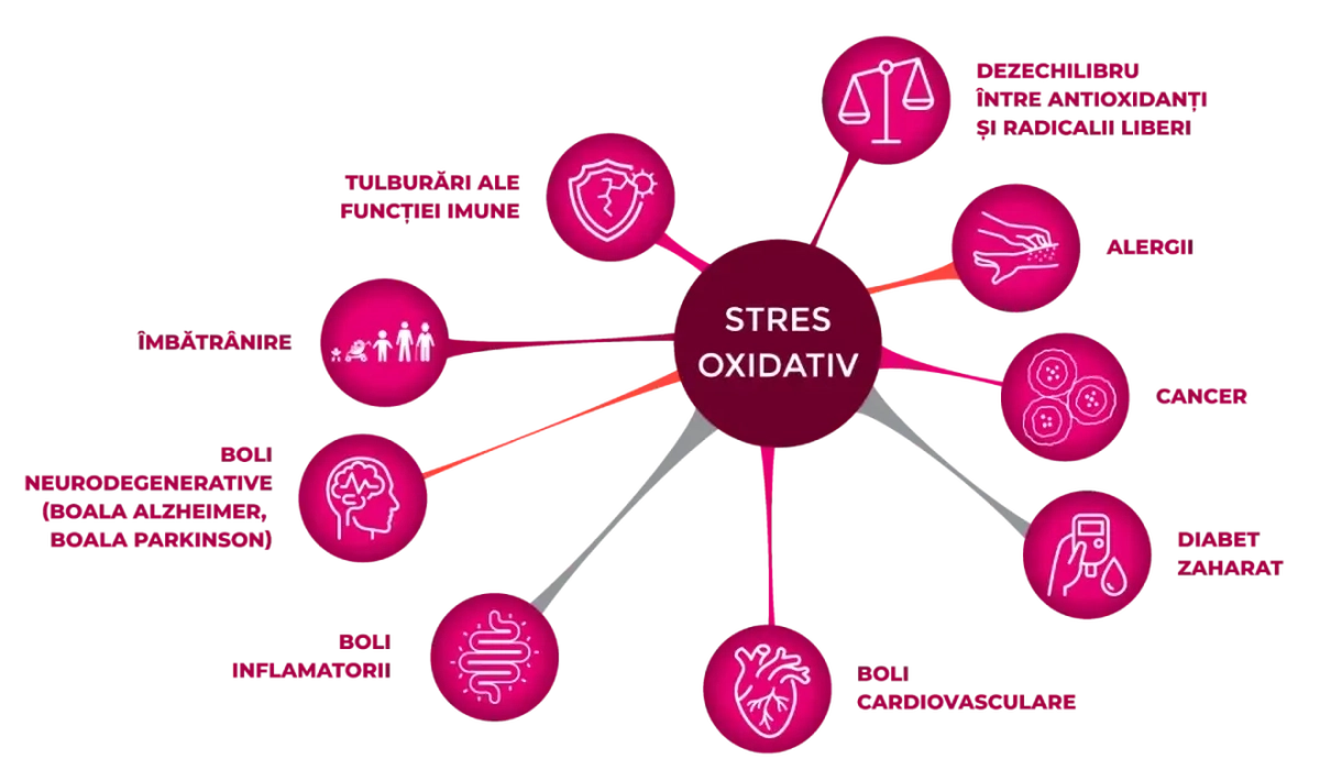 Diagrama arată efectele nocive ale stresului oxidativ asupra organismului, incluzând îmbătrânirea și diverse boli precum cele cardiovasculare, neurodegenerative și cancer.